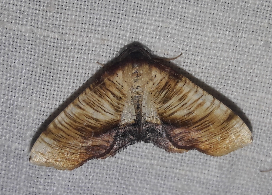 Plagodis dolabraria - baltaszárnyú araszoló