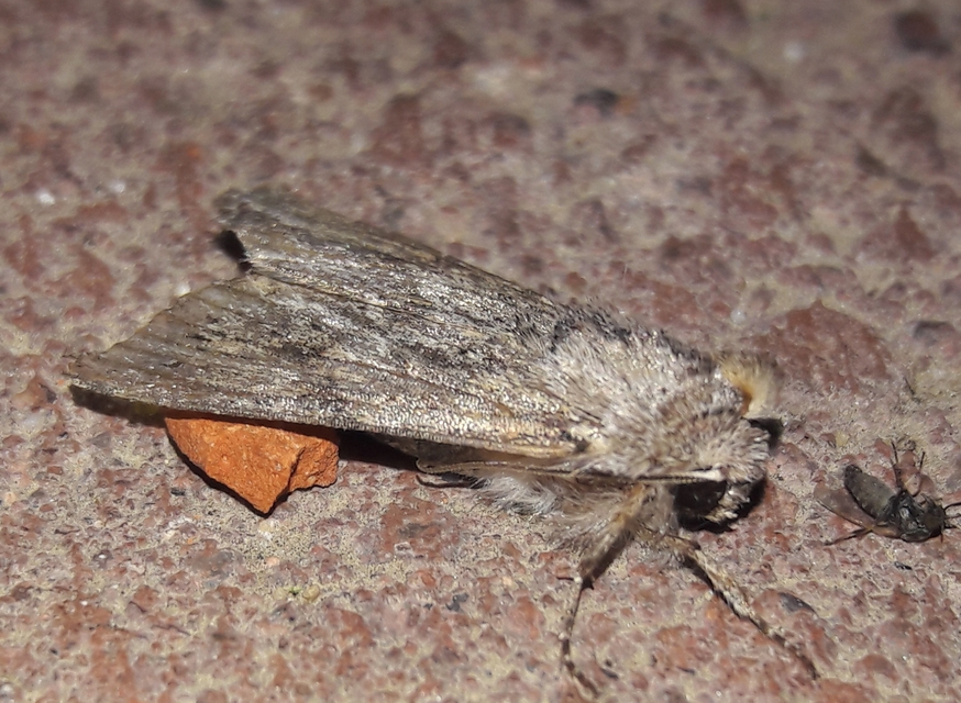 Egira conspicillaris - változékony szürkebagoly