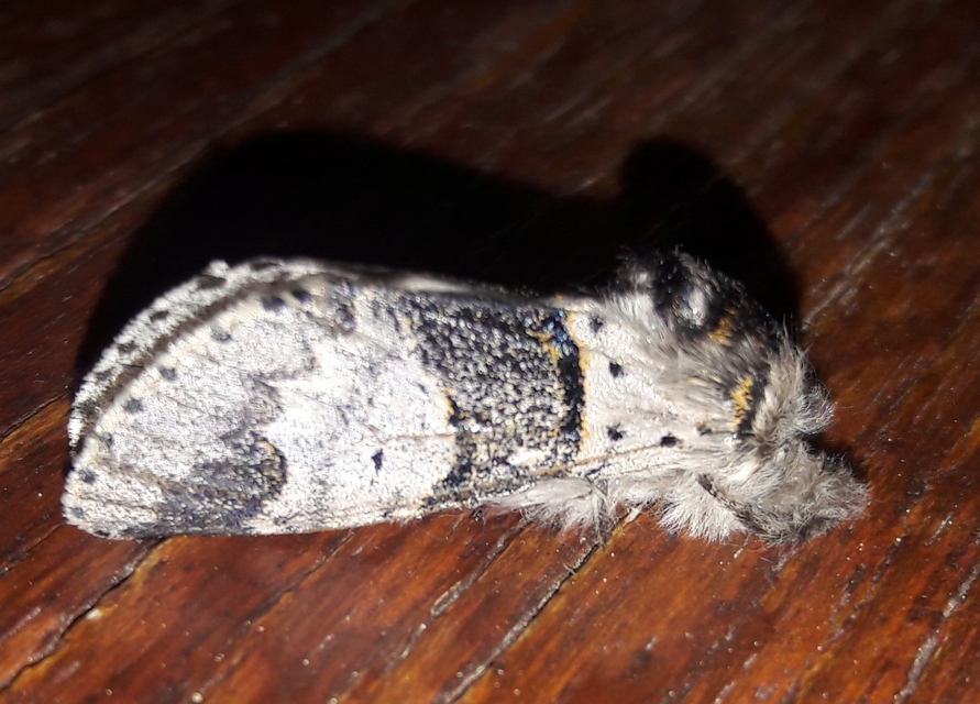 Furcula bifida - kis púposszövő