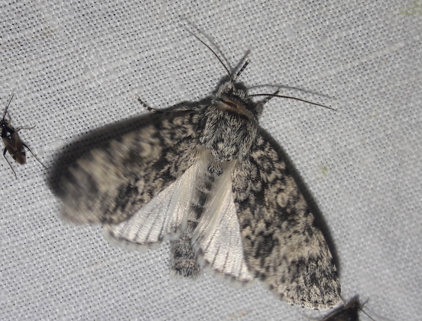 Acronicta megacephala - nagyfejű szigonyosbagoly