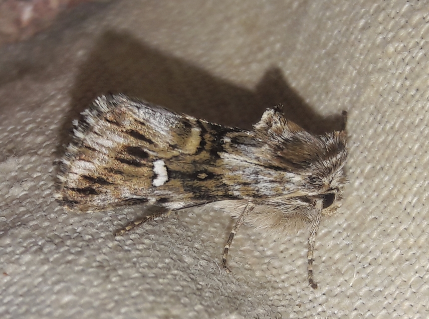 Calophasia lunula - gyújtoványfű-apróbagoly