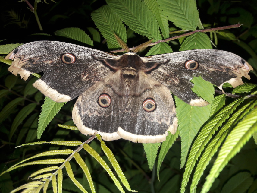 Saturnia pyri - nagy pávaszem
