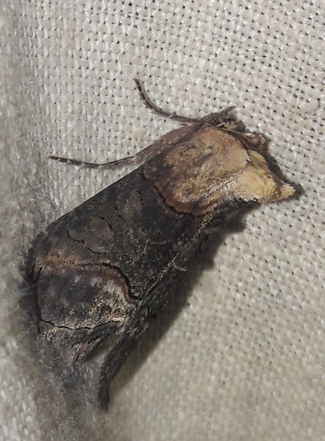 Abrostola triplasia - közönséges csalánbagoly