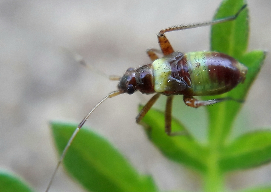 Closterotomus fulvomaculatus - komlópoloska Closterotomus fulvomaculatus - komlópoloska