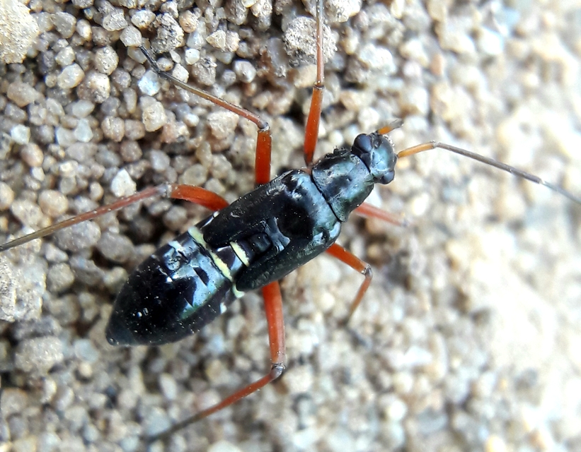 Miris striatus - sávos mezeipoloska