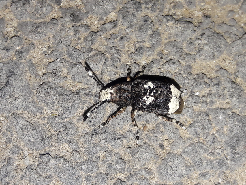 Platystomos albinus - nagybajuszú orrosbogár