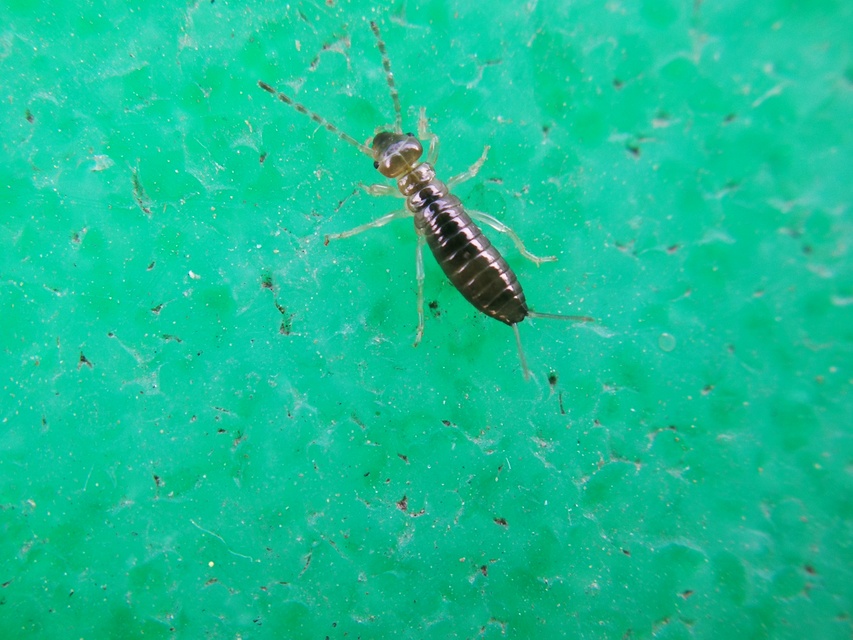 Forficula