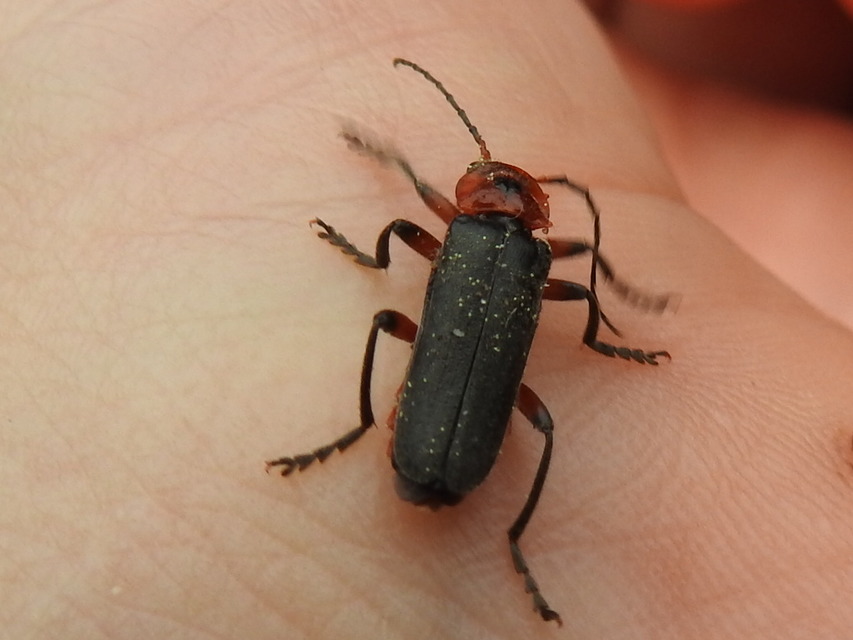 Cantharis rustica - suszterbogár
