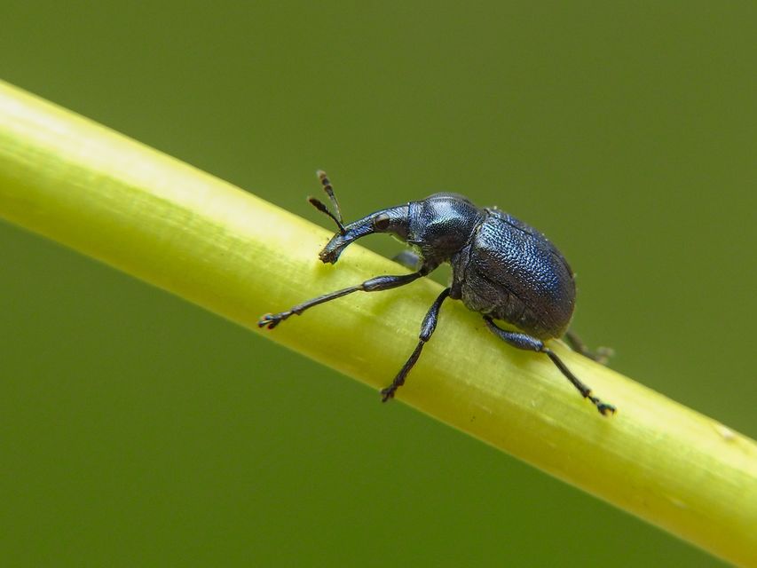 Byctiscus betulae - szőlő-levélsodró