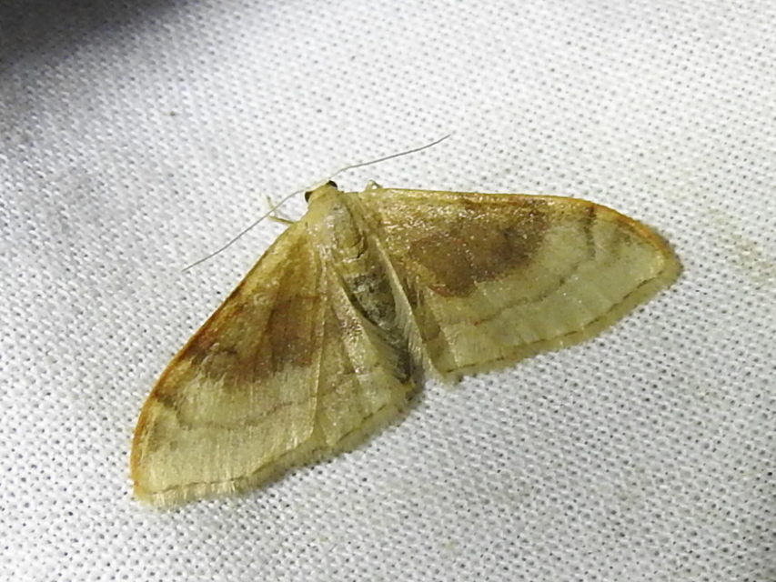 Idaea degeneraria - barnasávos araszoló
