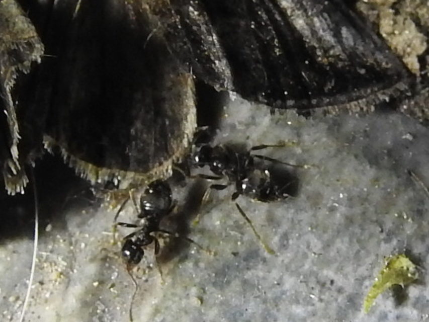 Lasius