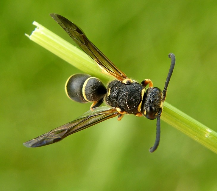 Eumeninae - magányos redősszárnyúdarazsak