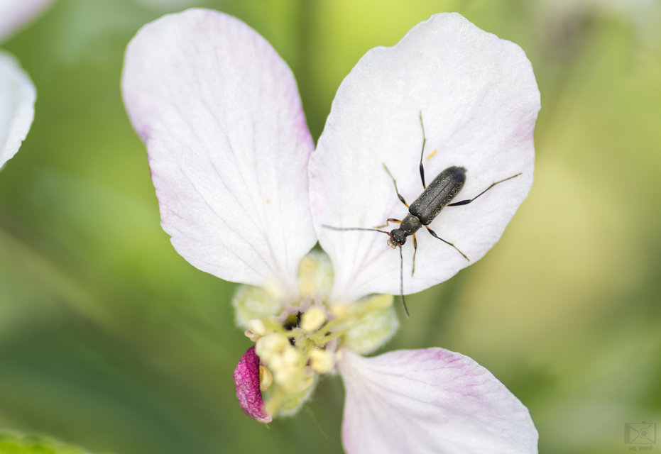 Grammoptera ruficornis - gyűrűscsápú galagonyacincér Grammoptera ruficornis - gyűrűscsápú galagonyacincér