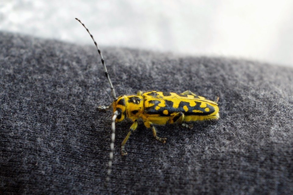 Saperda scalaris - létracincér