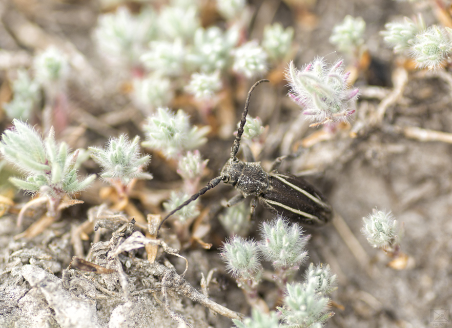 Neodorcadion bilineatum - kétsávos földicincér