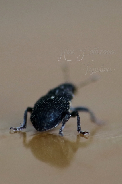 Glocianus pilosellus - szőrös gömbdedormányos