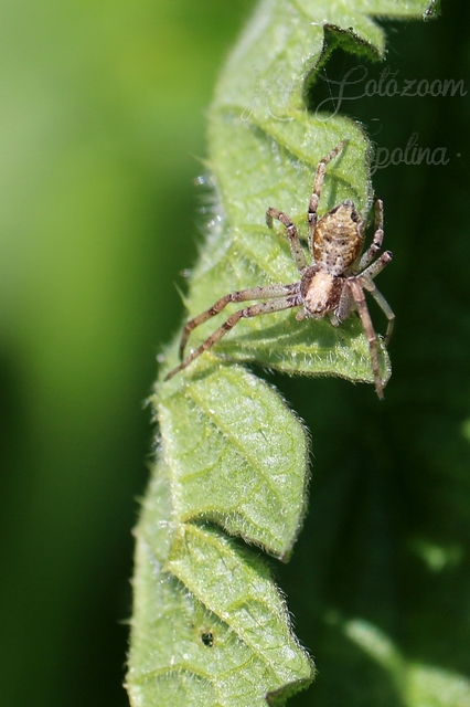 Philodromus