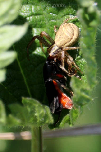 Xysticus ulmi - cserje-karolópók