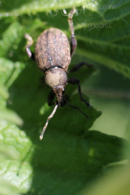 Otiorhynchus ligustici - vincellér-gyalogormányos