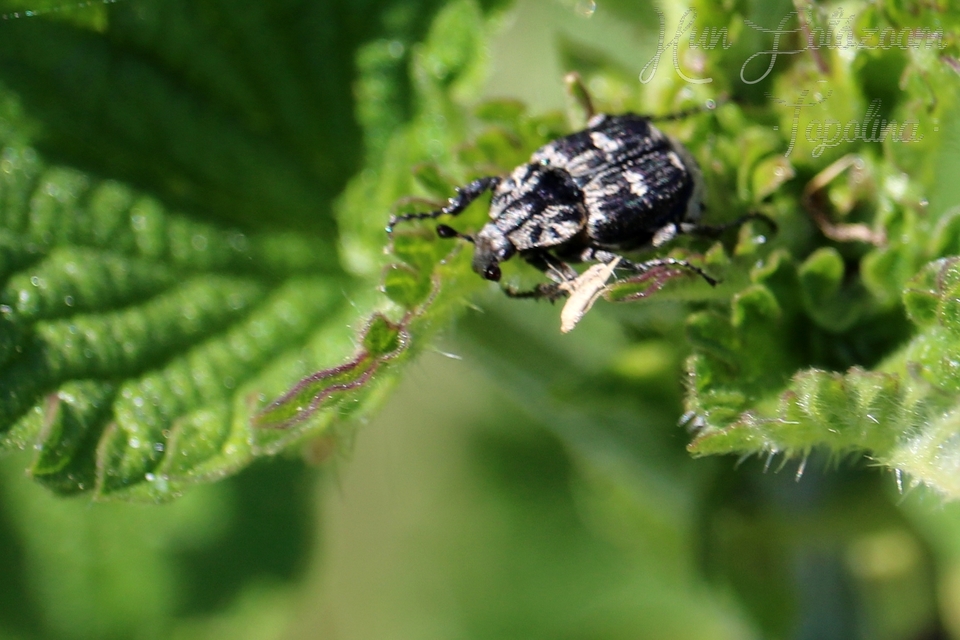 Valgus hemipterus - suta virágbogár