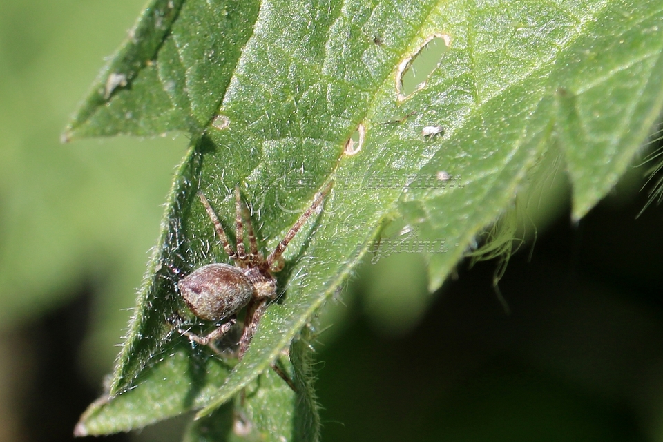 Philodromus