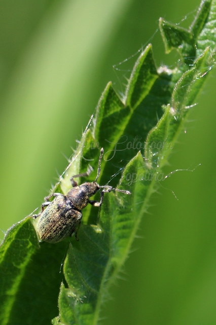Phyllobius pyri - gyümölcsfa-levélormányos