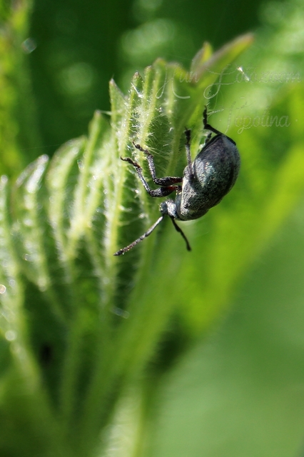 Phyllobius pyri - gyümölcsfa-levélormányos