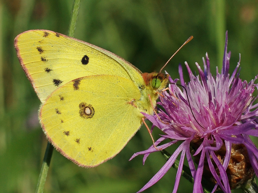 Colias erate - csángó-kéneslepke