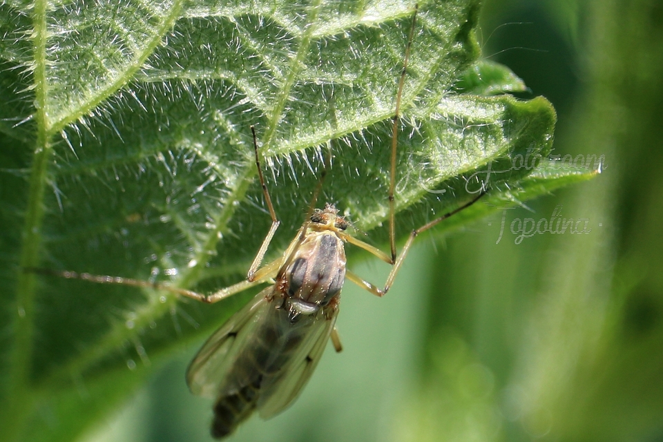 Chironomidae - árvaszúnyogok