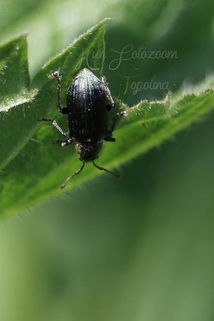 Phyllobius pyri - gyümölcsfa-levélormányos