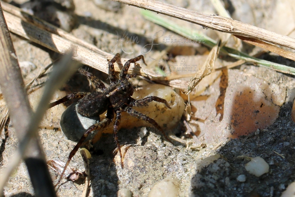 Pardosa