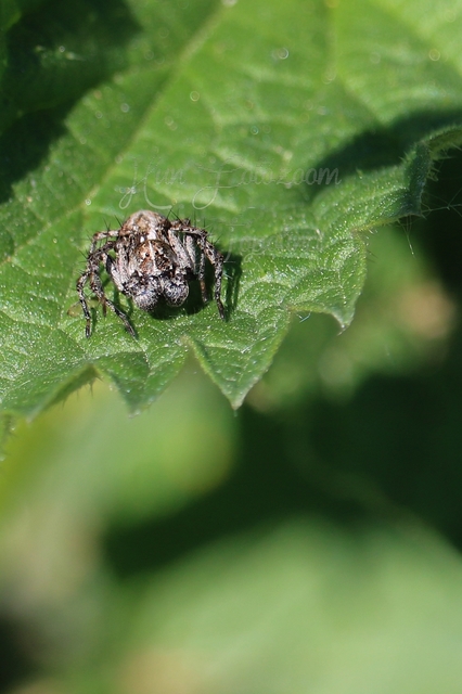 Oxyopes ramosus
