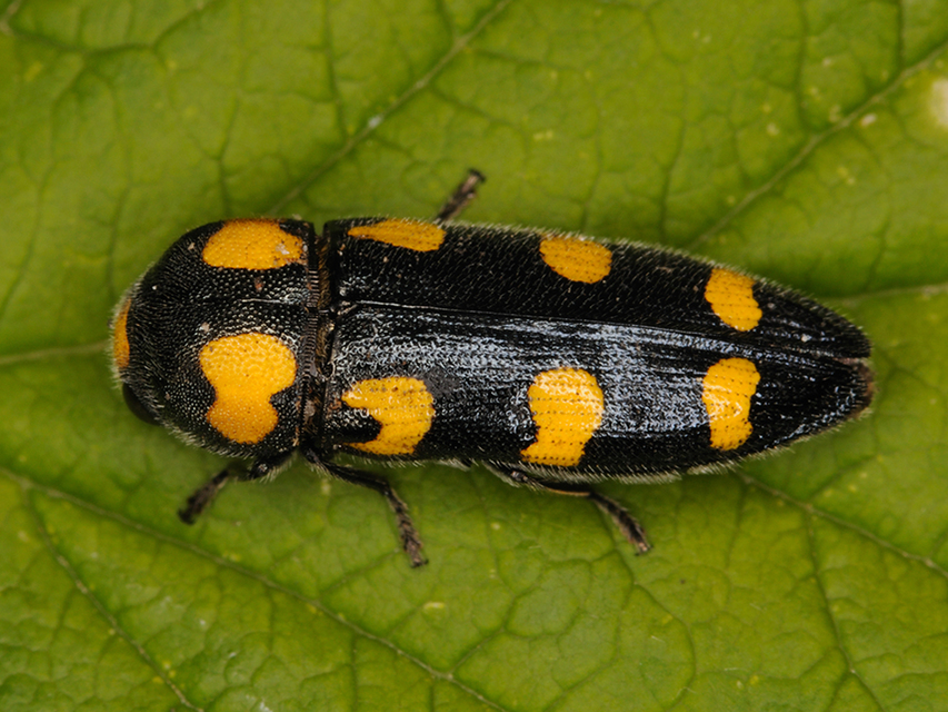 Ptosima undecimmaculata - sárgafoltos díszbogár