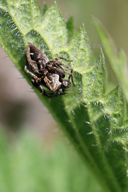 Oxyopes ramosus