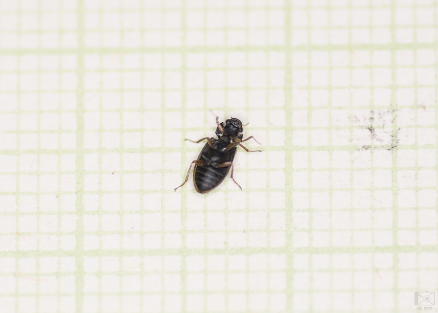 Helophorus