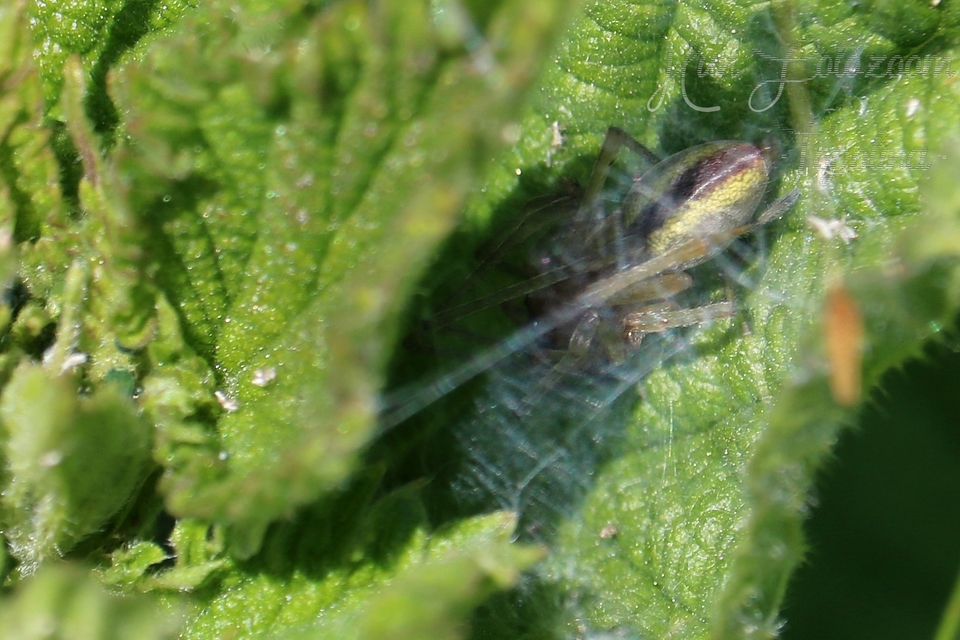 Cheiracanthium erraticum - csíkos dajkapók