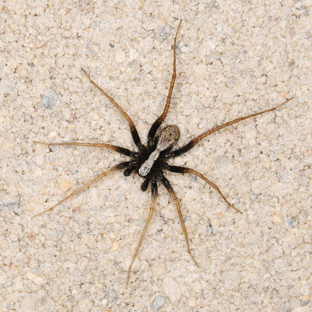 Pardosa alacris/lugubris