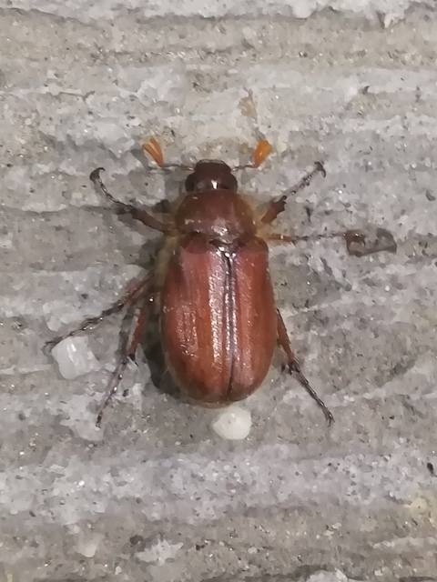 Holochelus vernus - tavaszi cserebogár