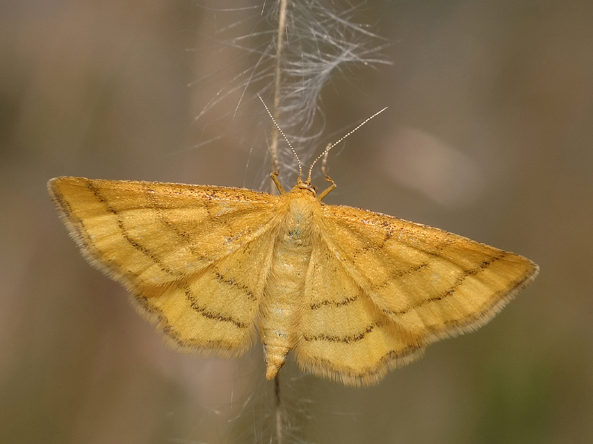 Idaea aureolaria - aranyos sávosaraszoló