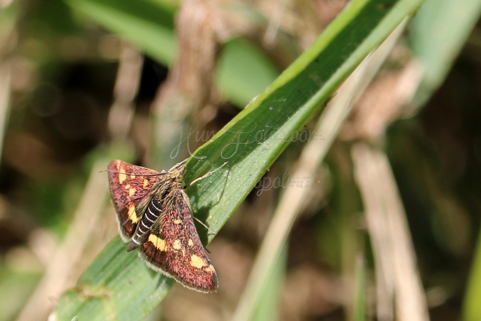 Pyrausta aurata - aranyló bíbormoly