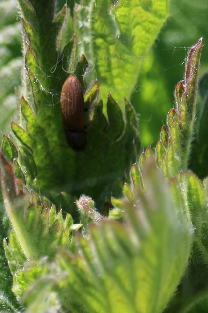 Agriotes