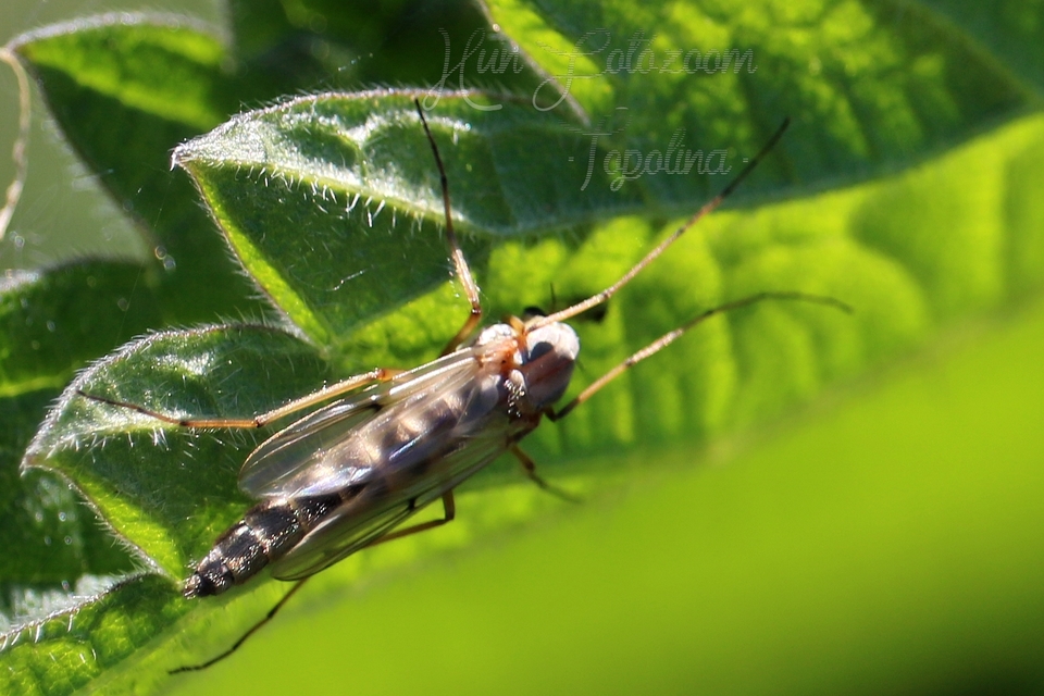 Chironomidae - árvaszúnyogok