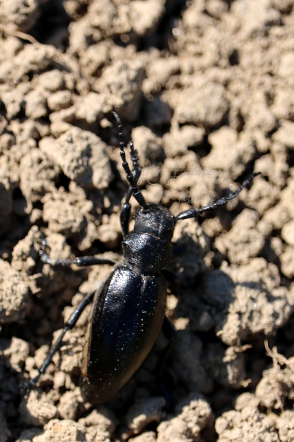 Dorcadion aethiops - fekete gyalogcincér