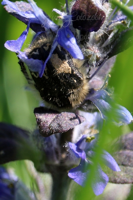 Tropinota hirta - bundás virágbogár