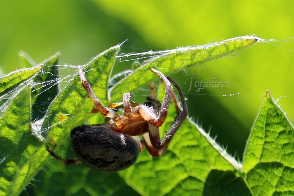 Larinioides cornutus - nádi keresztespók