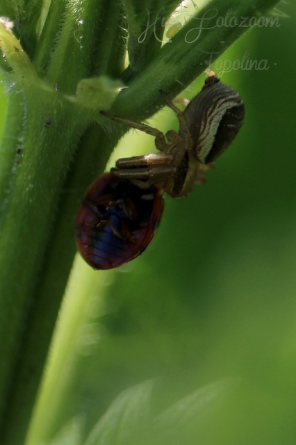 Xysticus ulmi - cserje-karolópók