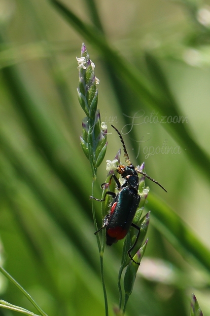 Malachius bipustulatus - kétfoltos bibircsesbogár