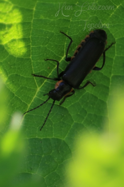 Cantharis obscura - sötét lágybogár