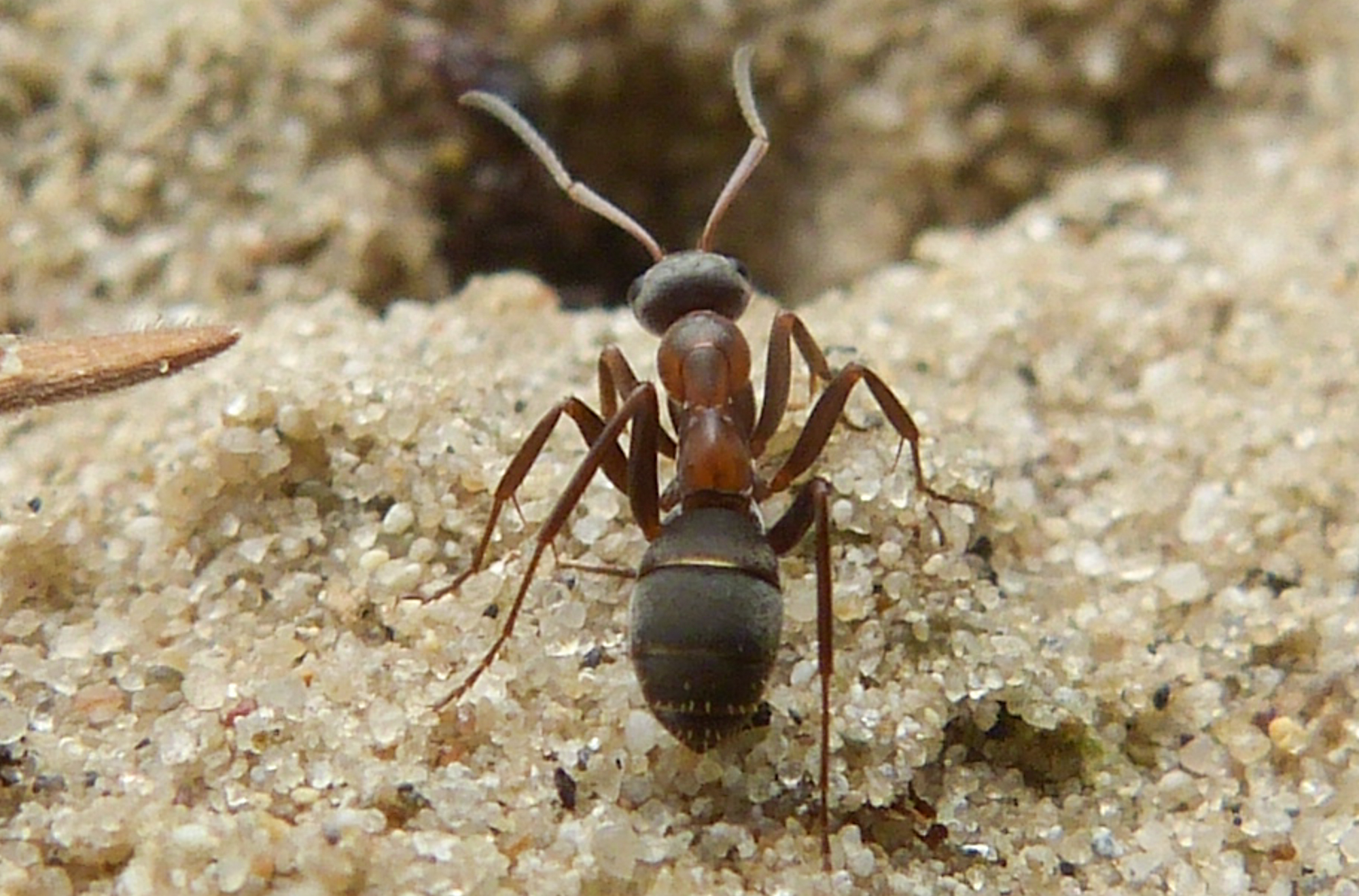 Formica cunicularia - gyakori rabszolgahangya