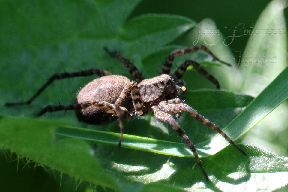 Pardosa